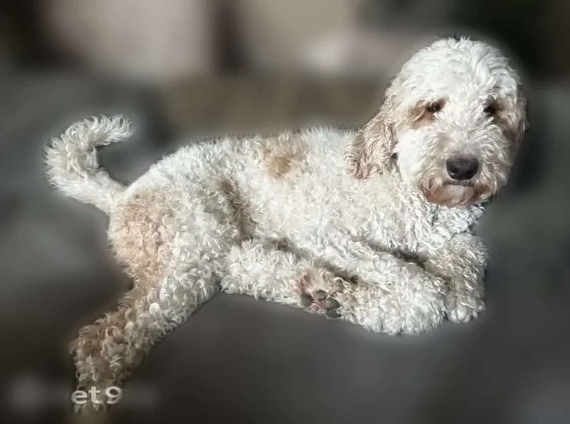 Lost dog, Delaney Court, Roseville - fluffy white doodle with brown spots - photo
