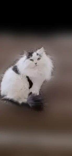 Lost cat, North 300 West, 97, American Fork - black and white Persian ragdoll mix - photo