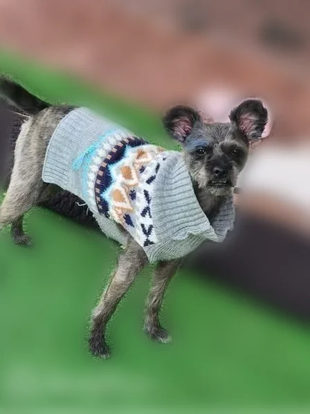 Lost female dog, North Lois Lane, 611, Chino Valley - black with white chest - photo