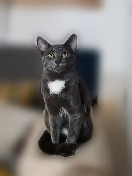 Lost cat, 91st Street, Queens - dark gray with white patch - photo