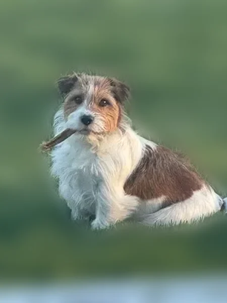 Lost dog, Commodore Perry Highway, Wakefield, Narragansett Pier - photo