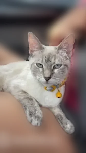 Lost cat, Industrial Park Access Road, Trumann - female named Rory - photo
