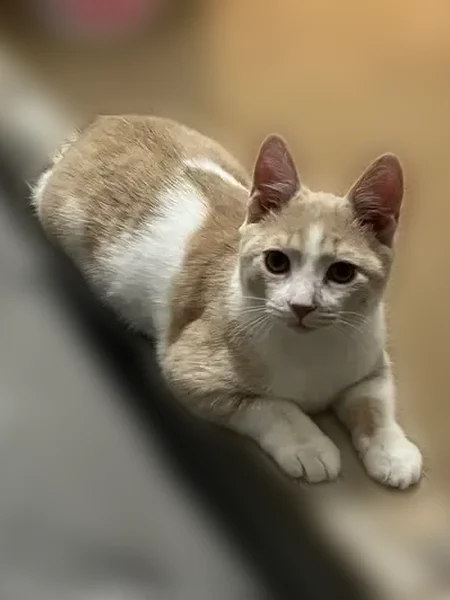 Lost cat, Pataskala, Arlington - white/tan shaved patch on left hip - photo