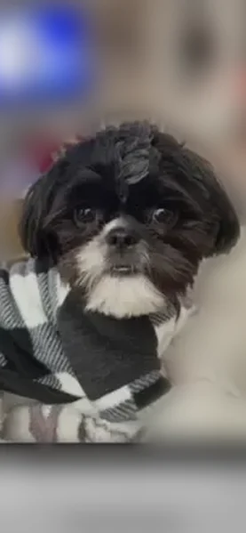 Lost dog, Orchard Hill Road, LaGrange - black & white Shih Tzu - photo