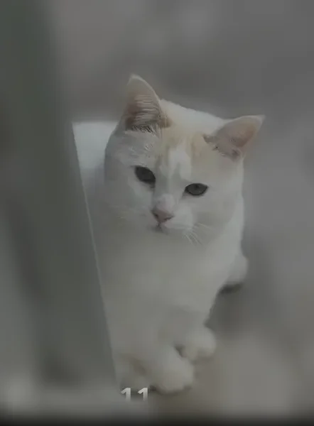Missing cat Female, Rancho Santa Margarita (usl536784) - photo