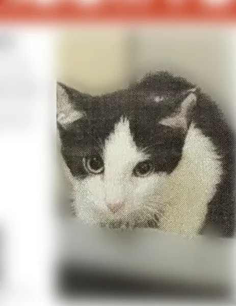 Lost male cat, Santa Fe Trail, Irving, Dallas - photo