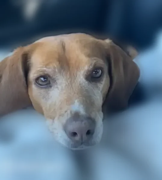 Lost dog, Dubre, Marrowbone - brown and red, female - photo