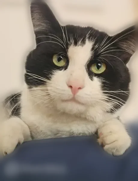 Lost cat, Mount Wayte Avenue, Framingham - black and white male - photo