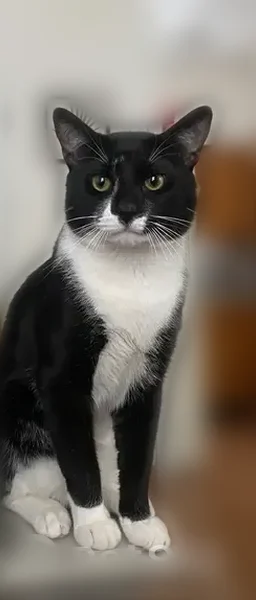 Lost cat, Gaston Avenue, Garfield - tuxedo with black nose - photo