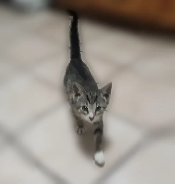 Found male cat, Keys Drive, The Colony - grey tabby kitten - photo