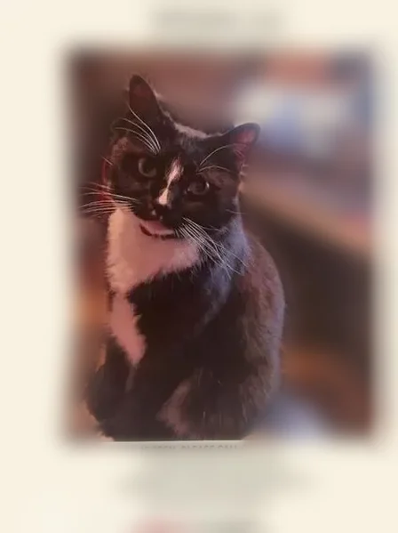 Lost cat, Florence Street, Baton Rouge - friendly tuxedo - photo