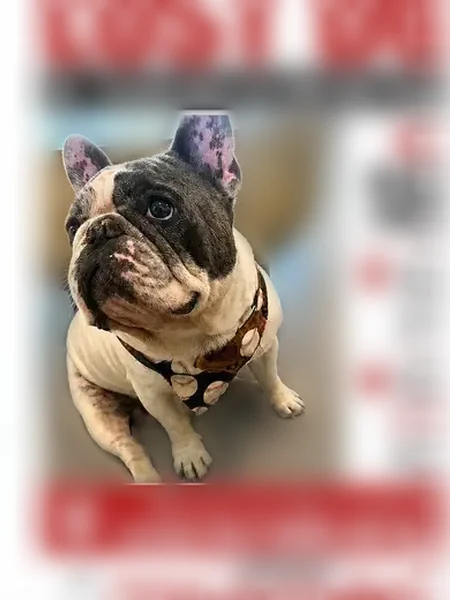 Lost dog, Southwest 98th Avenue, 1730, Miami - male, white with grey spots - photo