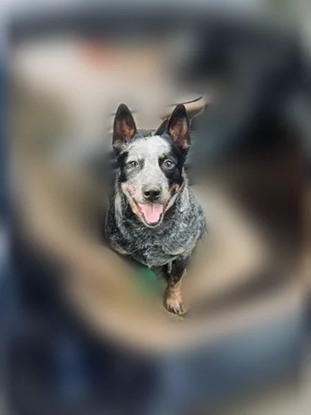 Lost dog, Ellen Drive, Glenvar, Roanoke - male, salt & pepper coat, docked tail - photo