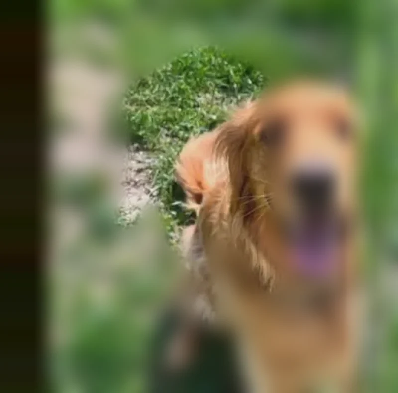 Lost dog, Emery Road, 6230, Churchtown - male golden retriever, microchipped - photo