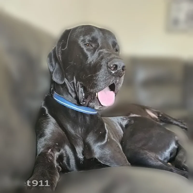 Lost dog, Saint Jo, Texas, Dallas - black 137-pound labradane, neutered male - photo