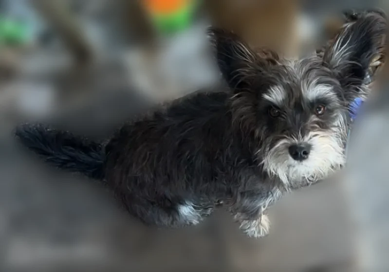 Lost dog, Deering Road, 950, Williston, Graniteville - female, black miniature schnauzer mix - photo