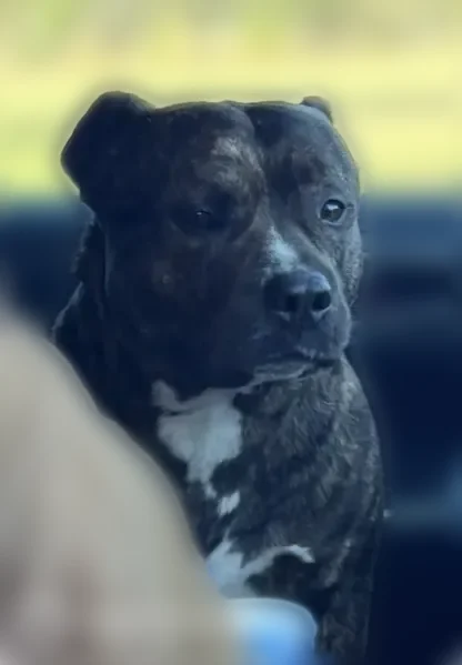 Lost dog, Wrights Mill Rd & Redds Branch Rd, Aiken - male, brindle pit bull - photo