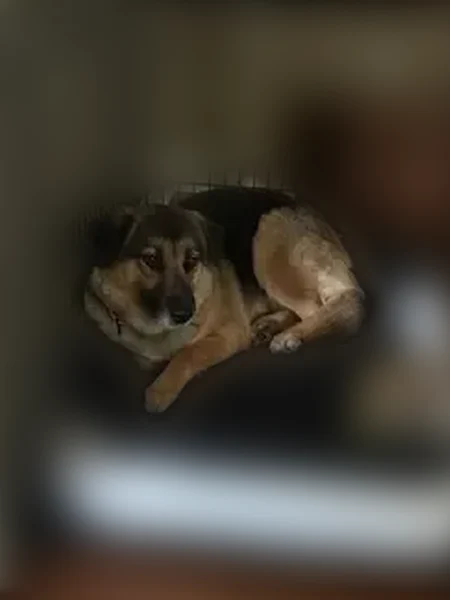 Lost dog, Pleasant Hills, Pennsylvania, Bridgeville - female, skittish - photo