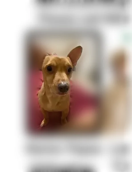 Lost dog, Young Road, Combes, Harlingen - photo