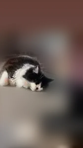 Lost cat, Voight Street, Sumner, Gig Harbor - female, black and white tuxedo, medium hair - photo