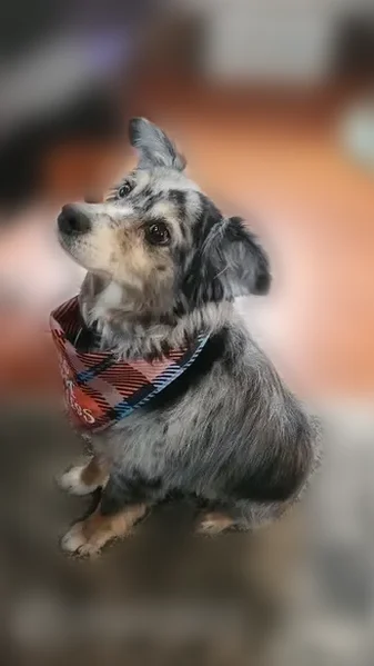 Lost dog, Rural Street, 3011, Rockford - male, very skittish - photo