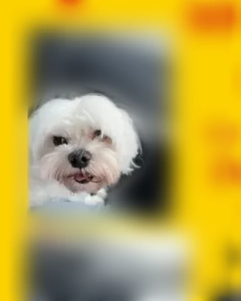 Lost dog, 7th Avenue, 1627, Charleston - white Maltese, neutered, stub tail - photo