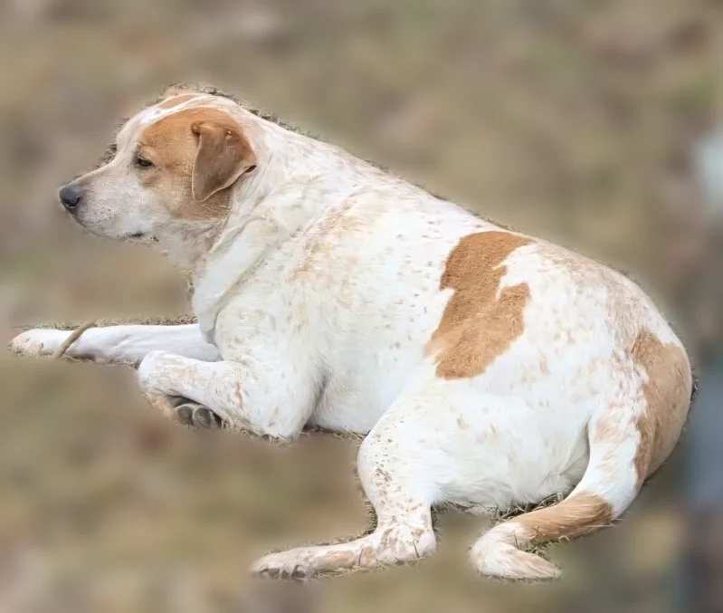 Lost dog, Bell Drive, 3097, Fairborn, Cincinnati - male, white with tan/brown spots - photo