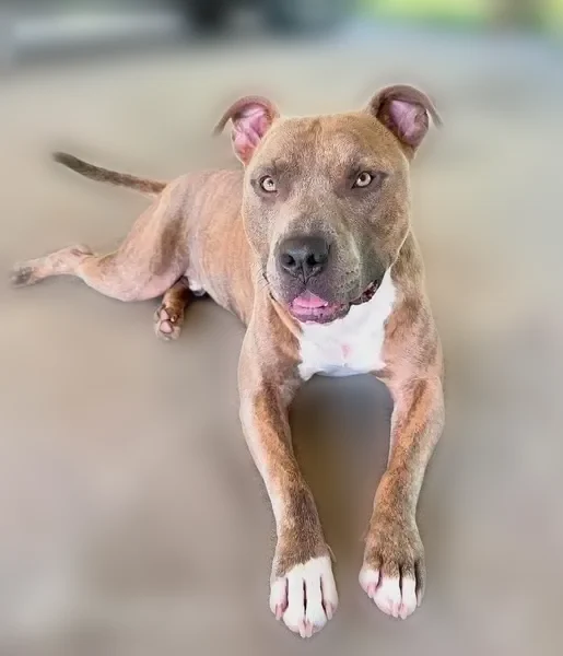 Lost dog, County Road 29, 824, Louin - male - photo
