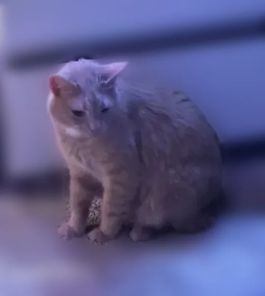 Lost cat, Apies Street, 3633, Murfreesboro, Nashville - photo