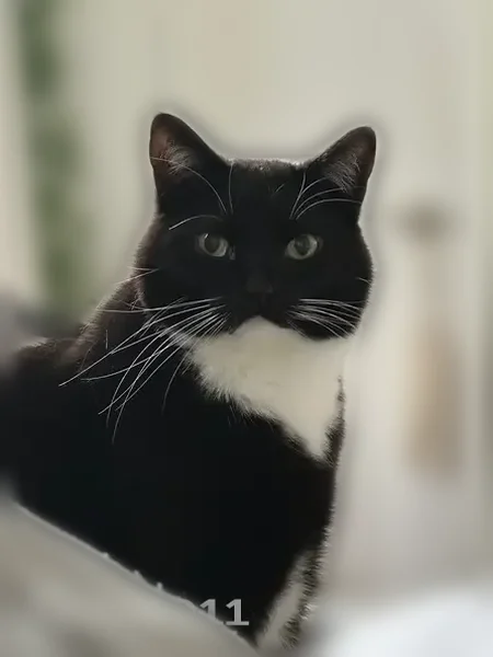 Lost cat, Themis Street Southeast, 1100, Leesburg - male - photo