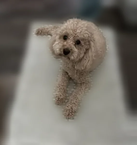 Lost dog, Bardstown Road, 5404, Louisville - very scared, indoor dog - photo