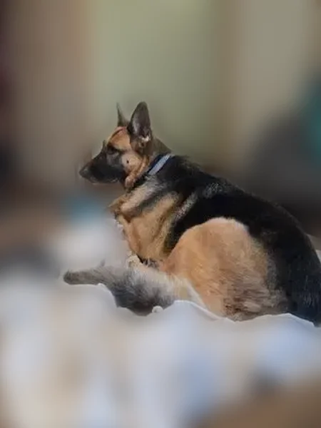 Lost dog, Forrest Avenue, 1513, Hutchinson - female, brown with a black saddle - photo