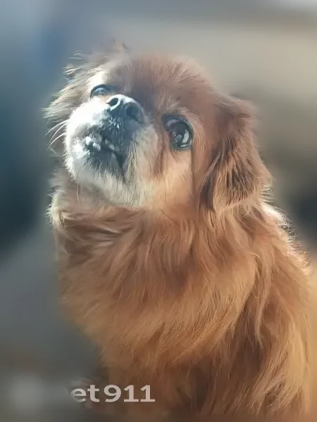 Lost dog, Walter Street, 1596, Memphis, Cambridge - female, reddish - photo