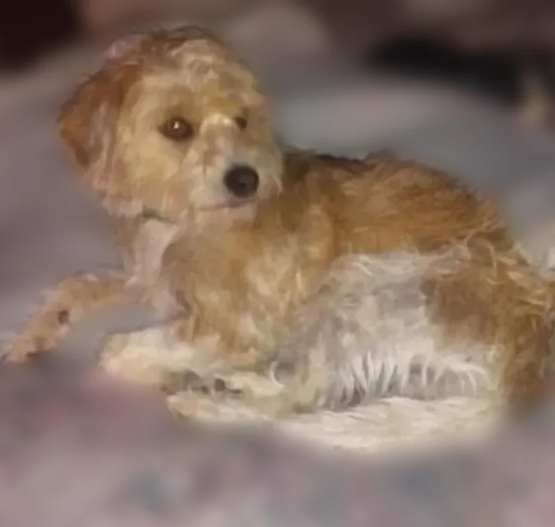 Lost dog, male, East Farm Road 162, 6864, Rogersville, Winona - tan and white with black spots - photo