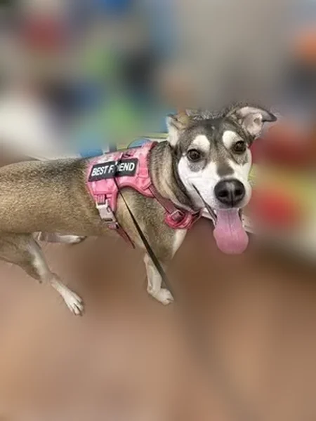 Lost dog, Rampley Trail, Canton, Atlanta - female, wearing a pink Best Friend vest/harness - photo