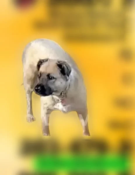 Lost dog, Wallingford, Connecticut, Kissimmee - female - photo