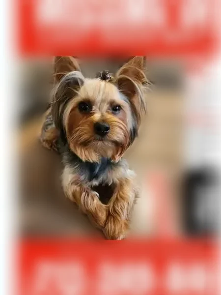 Lost dog, male, Mercier Street, 7444, Kansas City, Lincoln - blue collar, microchipped - photo