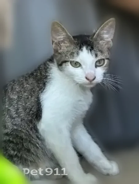 Lost cat, Taft Street, 807, North Bellmore - male, small, not neutered - photo