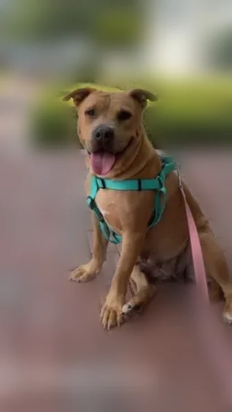 Lost dog, Alafaya Commons Circle, 3626, Orlando - female pitbull mix - photo