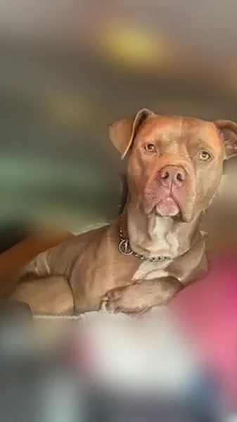 Lost dog, West Sterling Road, 8615, Litchfield, Arlington - male pit bull with choker chain - photo