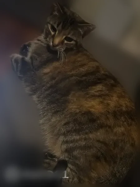 Lost cat, Quincy Street, 190, Manhattan - female, older, small chunk missing on tip of left ear - photo