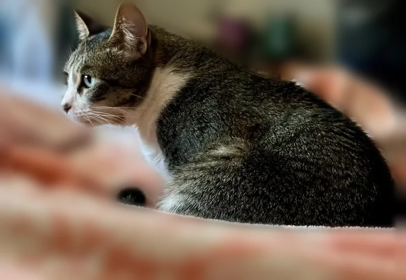 Lost cat, Covington, Tennessee - male - photo