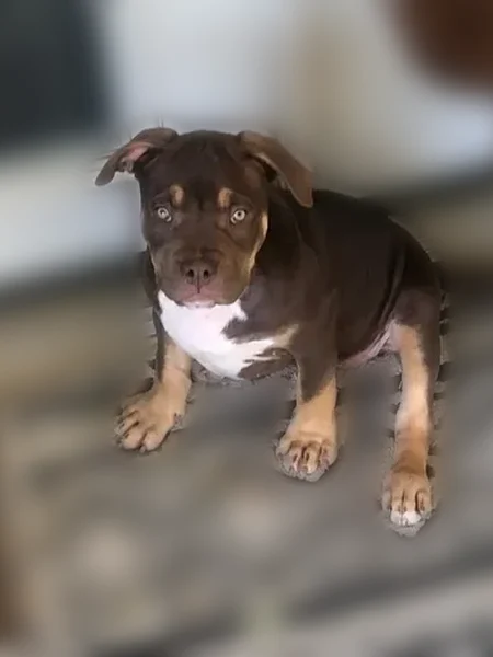 Lost dog, East Grenoble Drive, 313, Grand Prairie, Euless - female, small/medium size - photo
