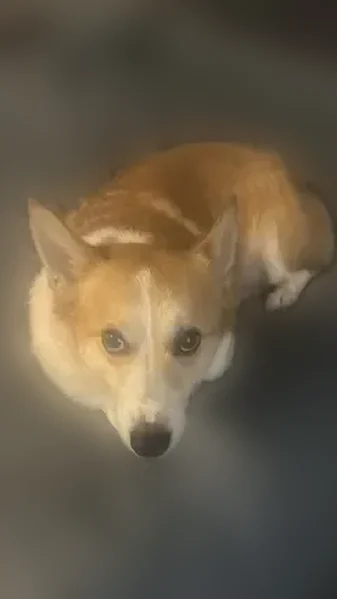 Lost dog, Standifer Circle, 187, Salt Lake City - male, small corgi-like dog - photo