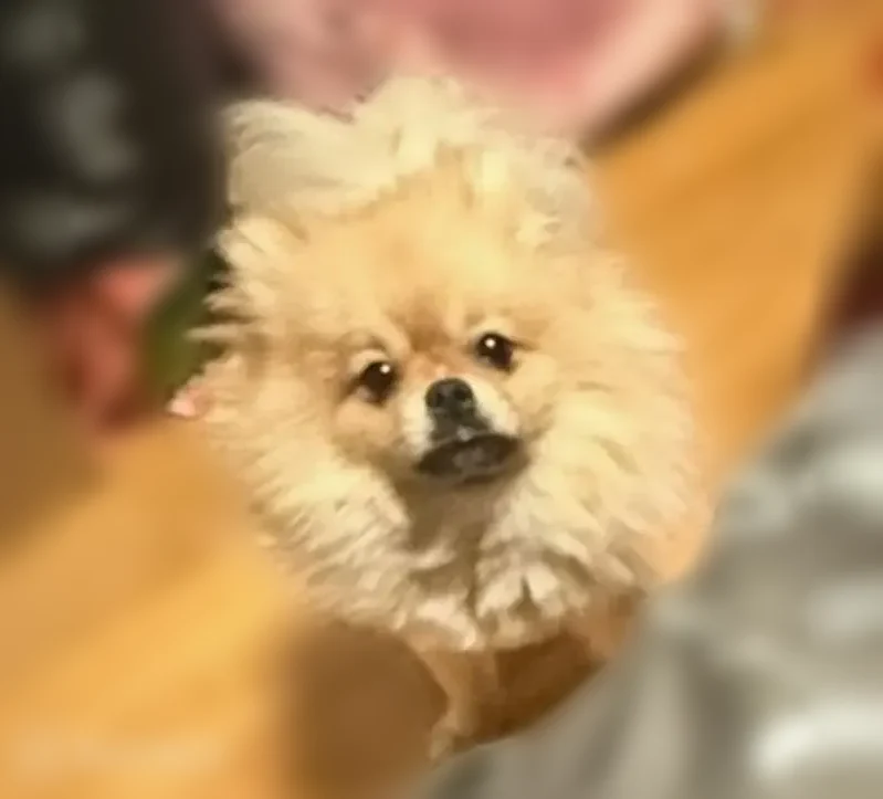 Lost dog, East 22nd Street, 581, Brooklyn - male Pomeranian - photo