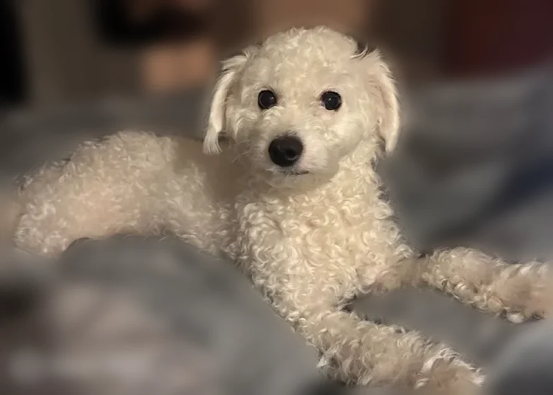 Lost dog, Nashville, Tennessee, Nashville - female, solid white curly short haircut - photo