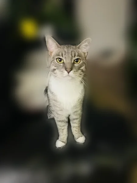 Lost cat, Briarwood Lane, Marlboro, Cambridge - male, gray, microchipped - photo