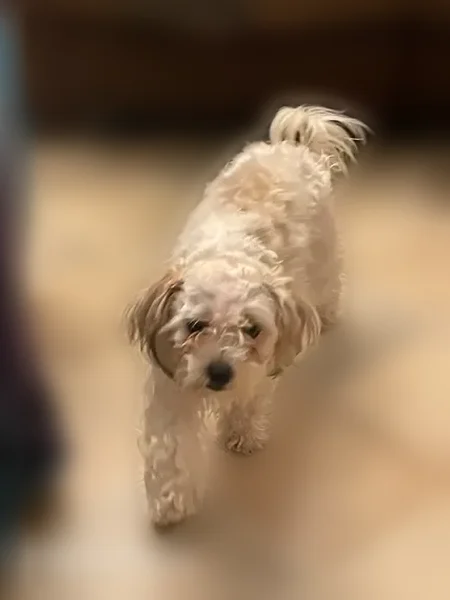 Lost dog, female, Colonel Glenn Road, 6201, Little Rock - photo