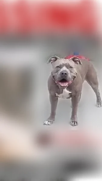 Lost dog, 200th Street, Jacksonville - male, blue/grey neutered pitbull - photo