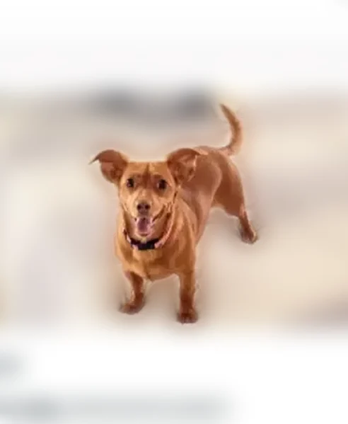Lost dog, Gulf Avenue, Laurel, Boca Raton - female, chipped - photo